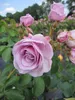 Rosa Nautica ® - Hochstammrose - ADR Rose - Kordes Rose Produktbild-Vorschau 1