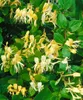 Lonicera japonica 'Halliana', Japanische Geißschlinge, Produktbild-Vorschau 3