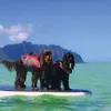 Hunter Hunde Schwimmweste Moss, Größe:M Produktbild-Vorschau 7