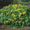 Hylomecon japonicum, Japanische Waldmohn, gelb, ca. 9x9 cm Produktbild-Vorschau 2