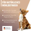 REAVET Magen & Darm Tropfen für Hunde 100ml I Darmsanierung Produktbild-Vorschau 5