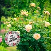 Ich hasse Menschen Blumensprache Magnet mit Flaschenöffner Produktbild-Vorschau 3