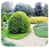 Bordure per aiuole in plastica 10cm x 6m | Aiuole giardino Anteprima dell’immagine prodotto 2