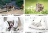 Katzenkinderzauber DIN A4 Kalender für 2026 Katzenkinder Produktbild-Vorschau 3