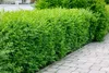 Ligustrum vulgare, Gewöhnlicher Liguster, 125–150 cm Produktbild-Vorschau 8