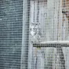 An owl is perched on a wooden branch in front of a wire mesh enclosure and a wooden wall. Produktbild-Vorschau