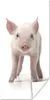 MuchoWow® Poster Schwein - Tiere - Weiß 60x120 cm - Produktbild-Vorschau 1