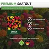 Zinnien Dahlienblütige Riesen, Mischung Samen - Zinnia Produktbild-Vorschau 8