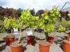 Vitis Vinifera kernlos rote & helle Trauben Weinstock, Produktbild-Vorschau 4