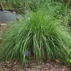 6 piante di erba ornamentale "Pennisetum alopecuroides Anteprima dell’immagine prodotto 1