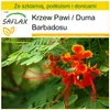 SAFLAX - Zestaw do uprawy - Krzew Pawi / Duma Barbadosu - Podgląd zdjęcia produktu 10