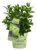 Dehner Bodendecker-Rispenhortensie Groundbreaker® Greeny™, Produktbild-Vorschau 3