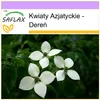 SAFLAX - Kwiaty Azjatyckie - Dereń - 30 Nasiona - Cornus Podgląd zdjęcia produktu 10