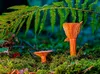 CALVENDO Puzzle Edel-Reizker (Lactarius deliciosus) | 2000 Produktbild-Vorschau 3