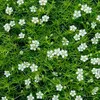 6 x muschio stellare - Sagina subulata | vaso 9cm x 9cm Anteprima dell’immagine prodotto 2