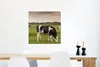 MuchoWow® Poster Kühe - Mühle - Niederlande 50x50 cm - Produktbild-Vorschau 5