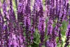 Stauden Gänge 1 x Salvia nemorosa 'Sensation Pink ®' im 1 Produktbild-Vorschau 6
