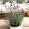 Bloomique - 3er-Set - Lavandula Angustifolia - Produktbild-Vorschau 5