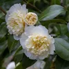 Close-up of white camellia flowers and a bud on a branch with green leaves. Produktbild-Vorschau