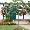 Bloomique - Ficus Carica Brown Turkey - Feigenbaum - Produktbild-Vorschau 2