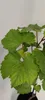 A close-up of a young grape plant with vibrant green leaves. Náhľad obrázku produktu