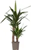 Jukka - Yucca elephantipes - Wysokość 70-80cm - ⌀17cm Podgląd zdjęcia produktu 1
