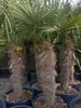 Hanfpalme Trachycarpus Fortunei Stammlänge ca. 130-150 cm Produktbild-Vorschau 3