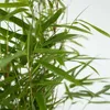 A close-up view of green bamboo leaves and stems against a white background. Podgląd zdjęcia produktu