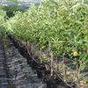 A row of young apple trees in pots, lined up in a nursery or orchard, with a drip irrigation system visible. Produktbild-Vorschau