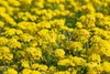 Alyssum montanum 'Berggold', Steinkraut, goldgelb, ca. 9x9 Produktbild-Vorschau 4