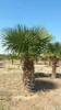 Palme Hanfpalme Trachycarpus Fortunei Gesamthöhe ca. 200cm Produktbild-Vorschau 3