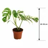 Monstera Deliciosa Variegata, wysokość 40-50 cm | Rzadka, Podgląd zdjęcia produktu 5