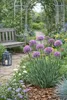 Stauden Gänge 3 x Allium ‚Little Sapphire' im 1 Liter Topf Produktbild-Vorschau 6