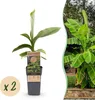 Green boutiQ - Obstpflanze - Musa Basjoo - Bananenbaum - Produktbild-Vorschau 1