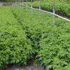 Rows of young raspberry plants in a nursery or field, with wooden posts and a white irrigation pipe running along the rows. Produktbild-Vorschau