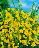 Cytisus scoparius 'Vanesse', Besenginster, rosa Blüten, Produktbild-Vorschau 1