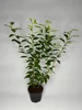 20 Stück, 50-60cm, Topf 2L, Portugiesischer Kirschlorbeer Produktbild-Vorschau 3
