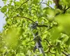 Gardena Akku-Teleskop-Baumschere HighCut 250/18V P4A Produktbild-Vorschau 17