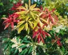Pieris japonica 'Forest Flame', Japanische Lavendelheide, Produktbild-Vorschau 7