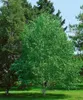 Betula utilis, Himalaya-Birke, 100–150 cm Produktbild-Vorschau 8