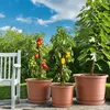 Three potted plants (tomatoes, peppers, and a fig tree) are arranged on a patio next to a white bench, with a garden and blue sky in the background. Produktbild-Vorschau