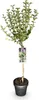 GreenboutiQ - Stamm-Pflanze - Syringa meyeri Palibin - Produktbild-Vorschau 2