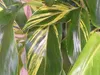 [Palmenlager] - Alpinia zerumbet variegata / Muschelingwer Produktbild-Vorschau 2