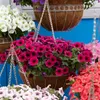 Bloomique - 6er-Mix - Großblütige Petunie - Farb-Mix - Produktbild-Vorschau 2
