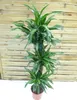 [Palmenlager] - XL Dracaena de. Warneckei 150 cm - 3er Tuff Produktbild-Vorschau 1