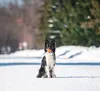 Cani di piccola e media taglia Liker Cord Ball 7 Waudog Anteprima dell’immagine prodotto 9