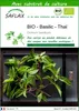 SAFLAX  -- Basilic - Thaï - 250 graines - Avec substrat - Voir les images du produit 1