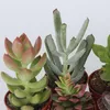 Mieszanka sukulentów - 6 szt - Succulent Mix - Wysokość Podgląd zdjęcia produktu 3