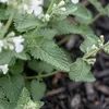 6x Nepeta faassenii Snowflake P9 H20 Produktbild-Vorschau 4