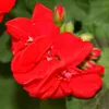 Vertikálny pelargónia – Pelargonium zonale – 12 cm kvetináč Náhľad obrázku produktu 3
